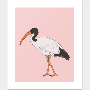 Ibis Bin Chicken Bird Posters and Art